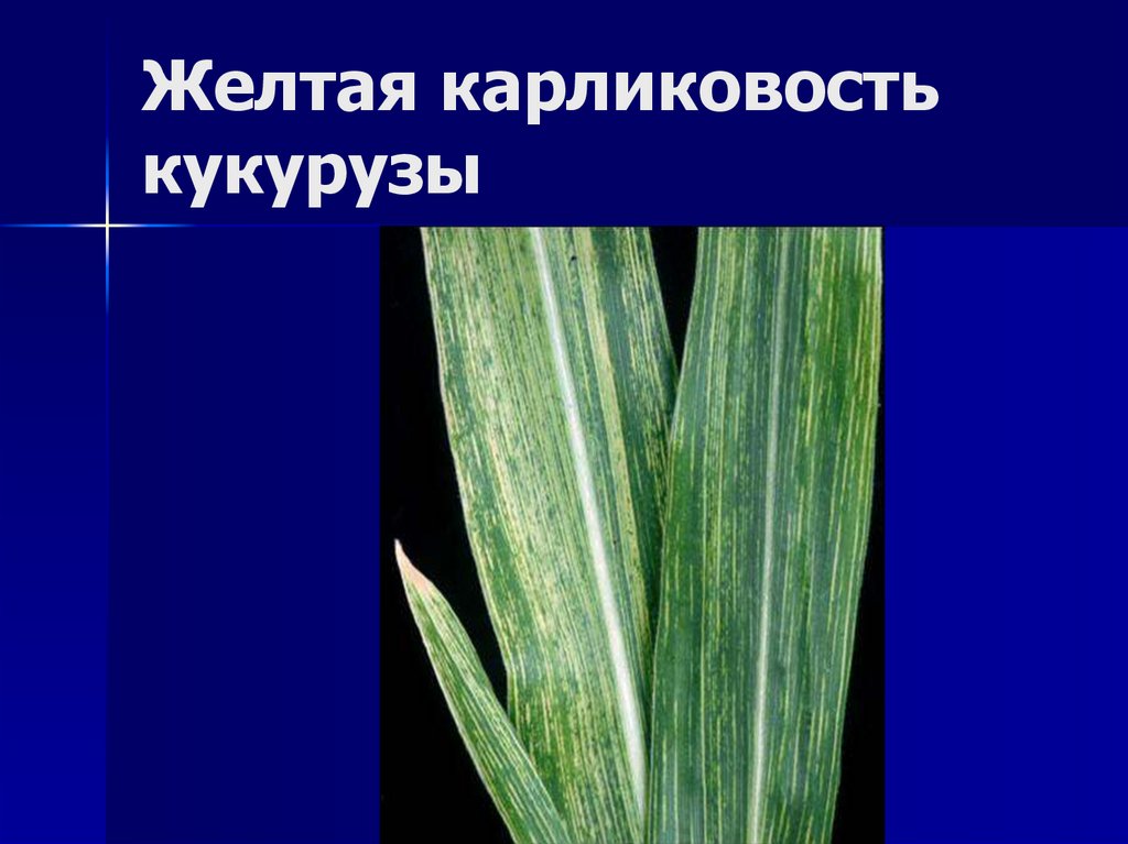 Желтая карликовость кукурузы