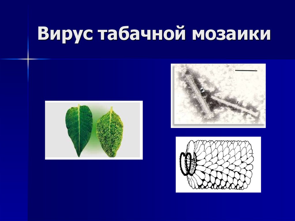 Вирус табачной мозаики