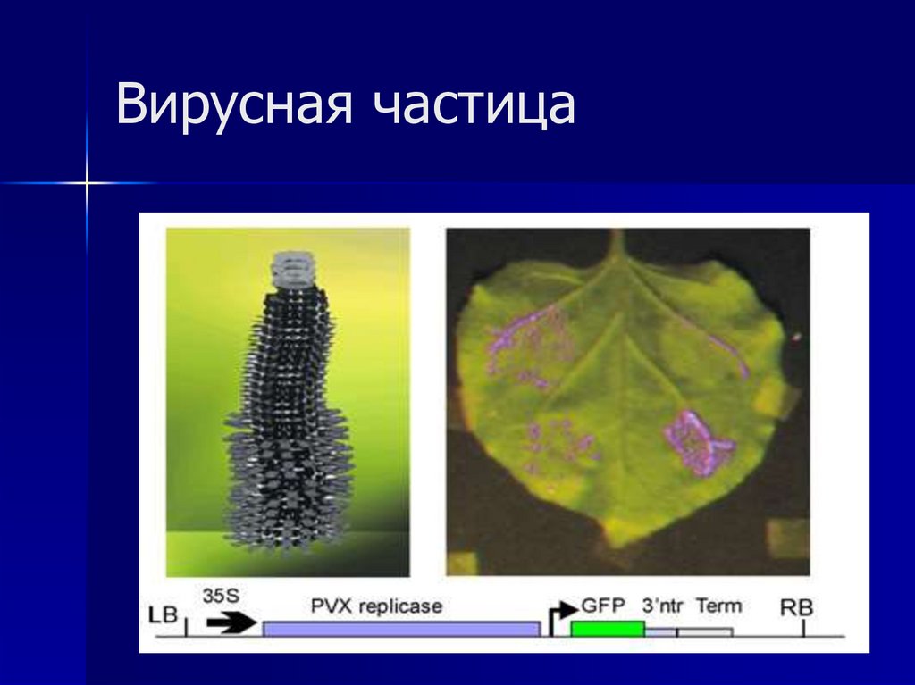 Вирусная частица