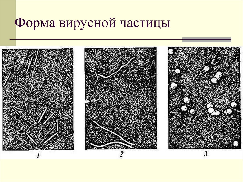 Форма вирусной частицы