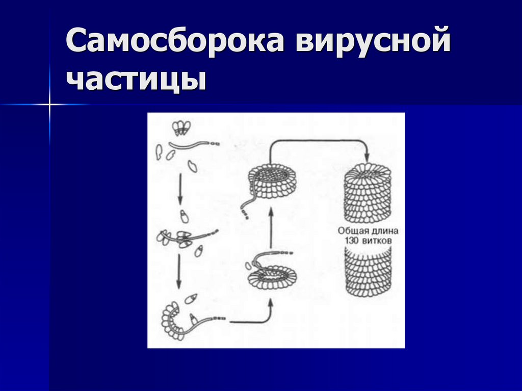Самосборока вирусной частицы