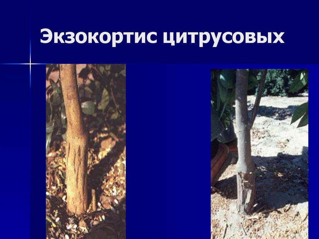 Экзокортис цитрусовых