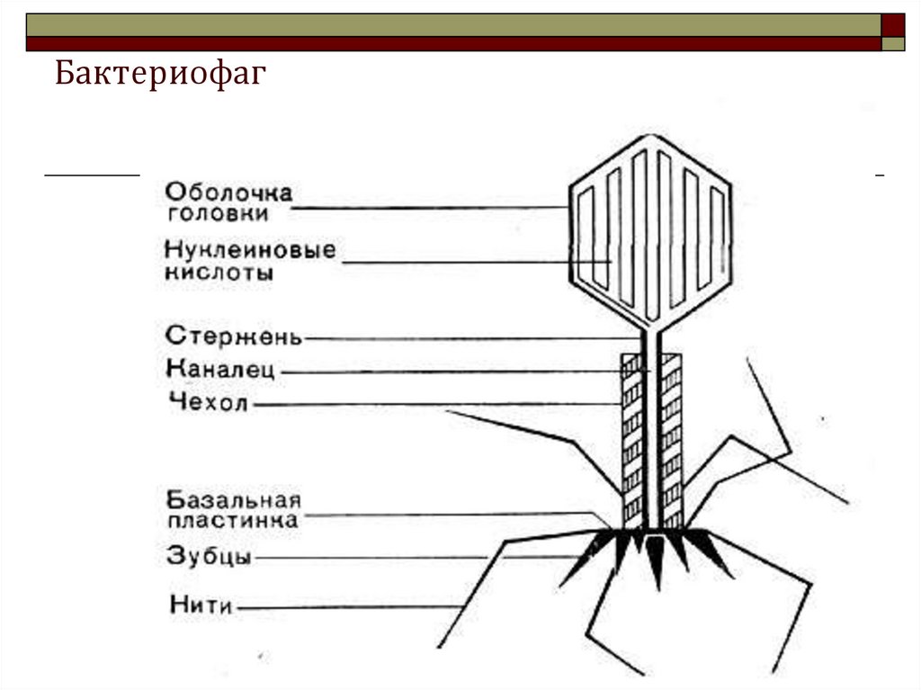 Бактериофаг