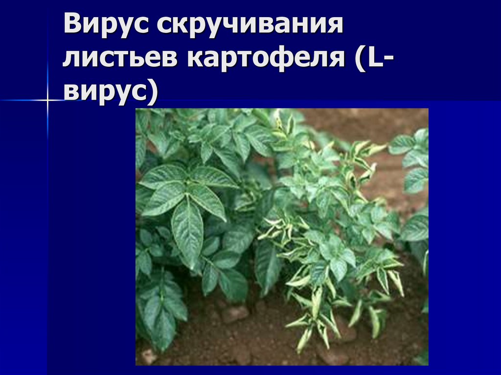 Вирус скручивания листьев картофеля (L-вирус)