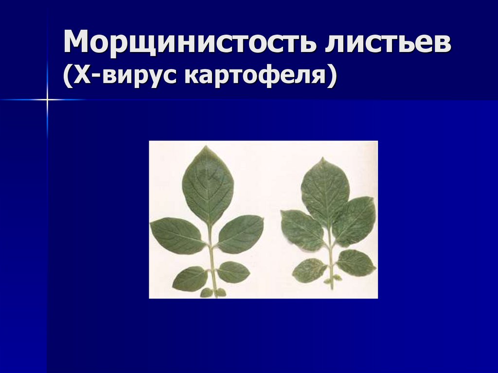 Морщинистость листьев (Х-вирус картофеля)