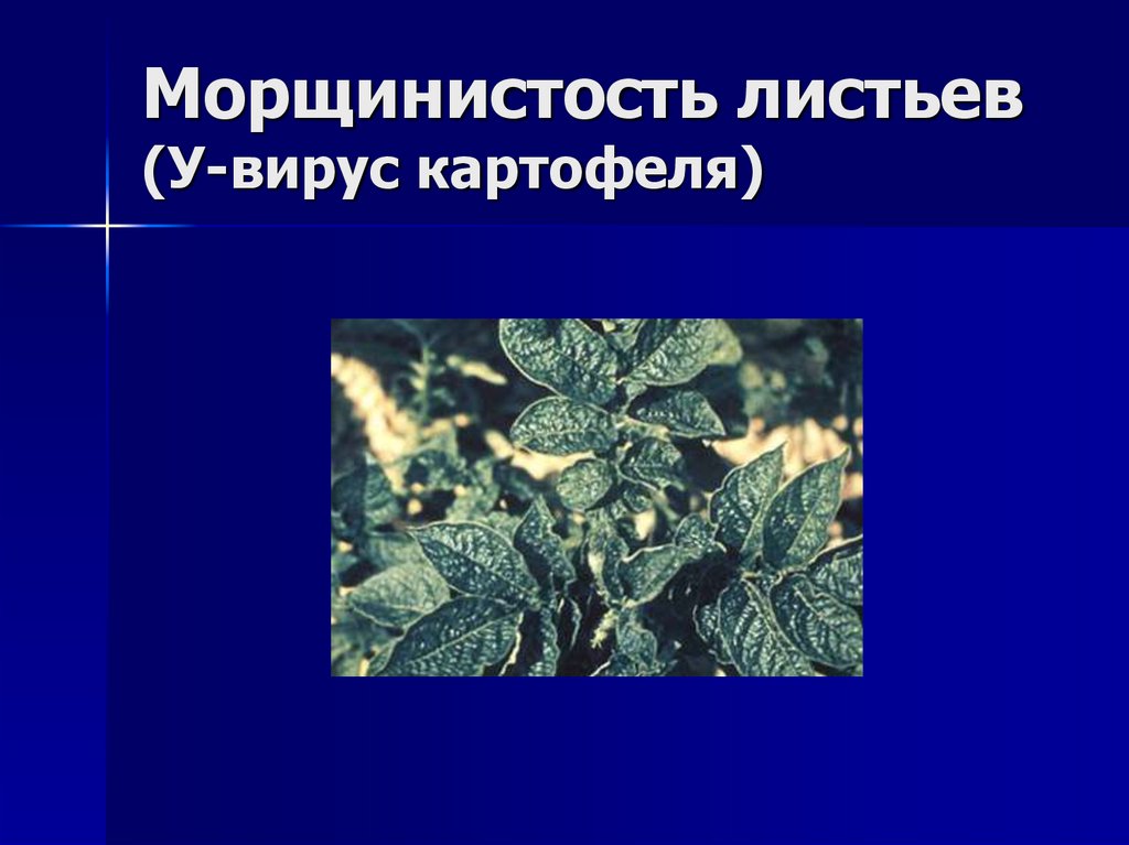 Морщинистость листьев (У-вирус картофеля)