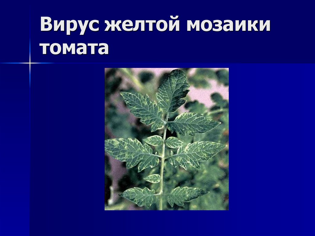 Вирус желтой мозаики томата