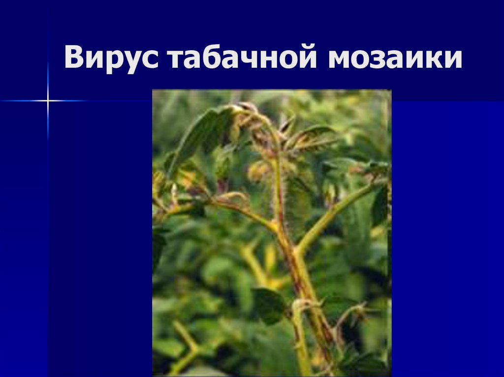 Вирус табачной мозаики