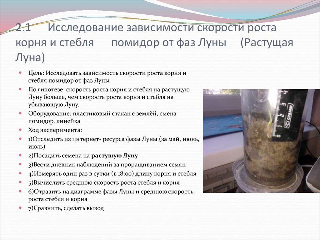 2.1 Исследование зависимости скорости роста корня и стебля помидор от фаз Луны (Растущая Луна)