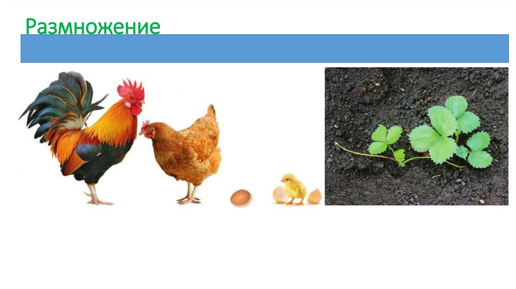 Размножение