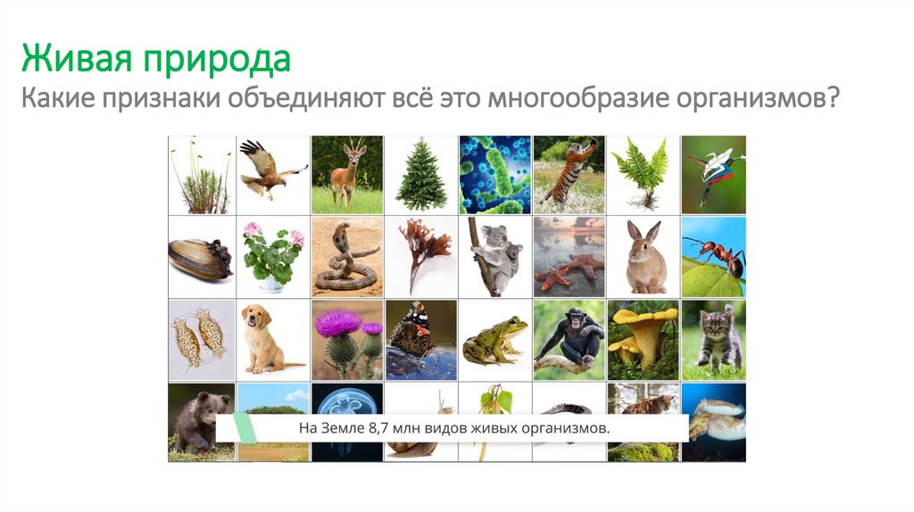 Живая природа Какие признаки объединяют всё это многообразие организмов?