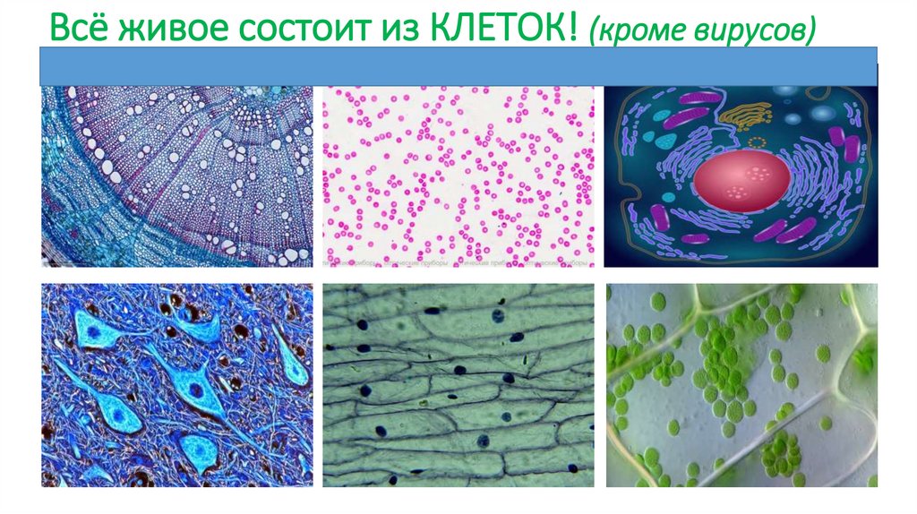 Всё живое состоит из КЛЕТОК! (кроме вирусов)