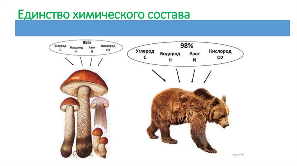 Единство химического состава