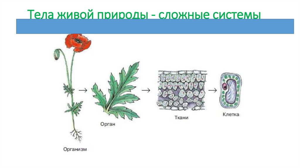 Тела живой природы - сложные системы
