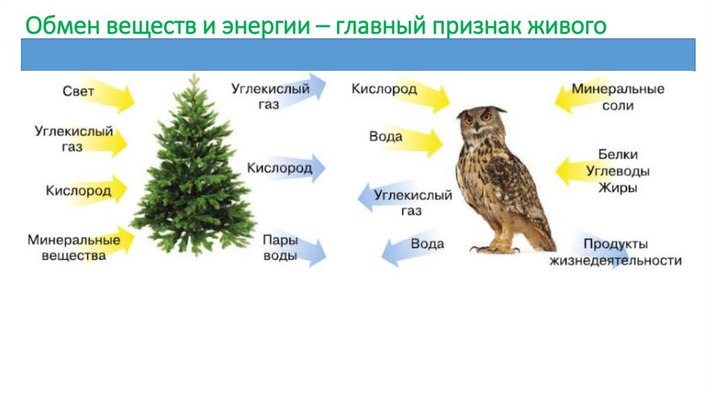 Обмен веществ и энергии – главный признак живого питание, дыхание, выделение