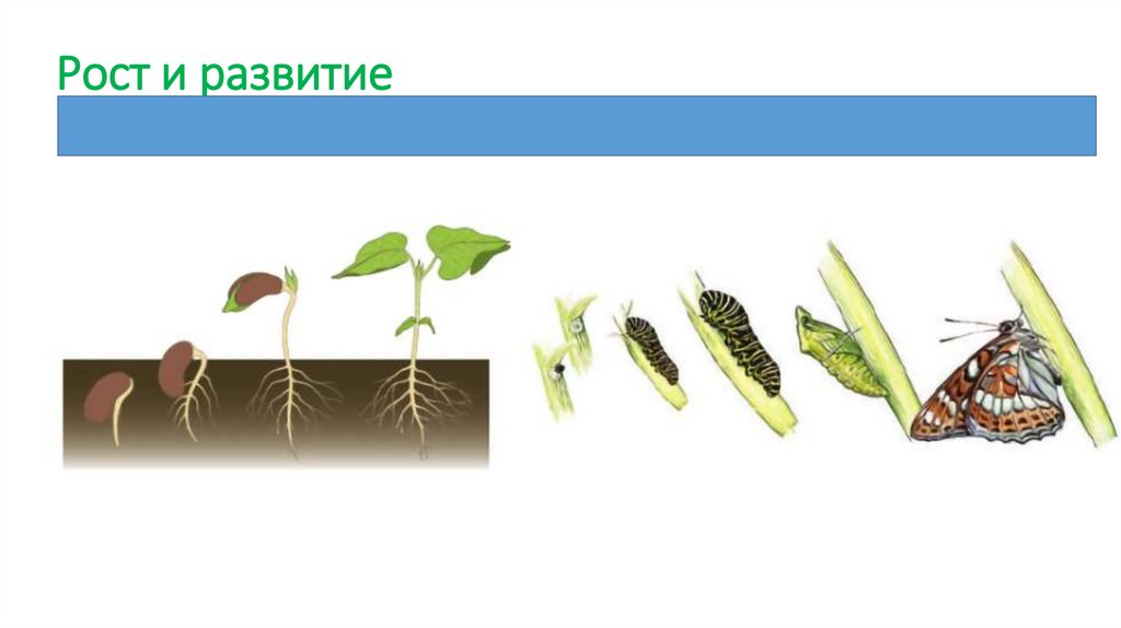 Рост и развитие