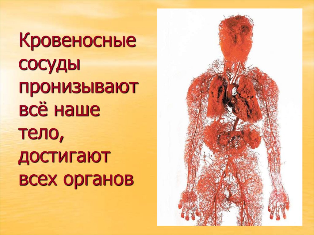 Кровеносные сосуды пронизывают всё наше тело, достигают всех органов