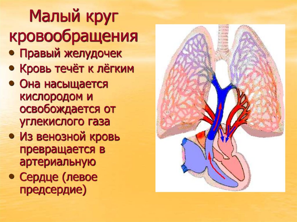 Малый круг кровообращения