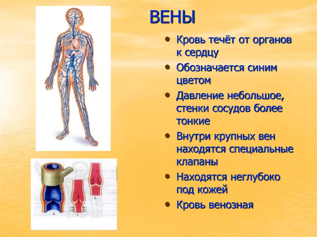 ВЕНЫ