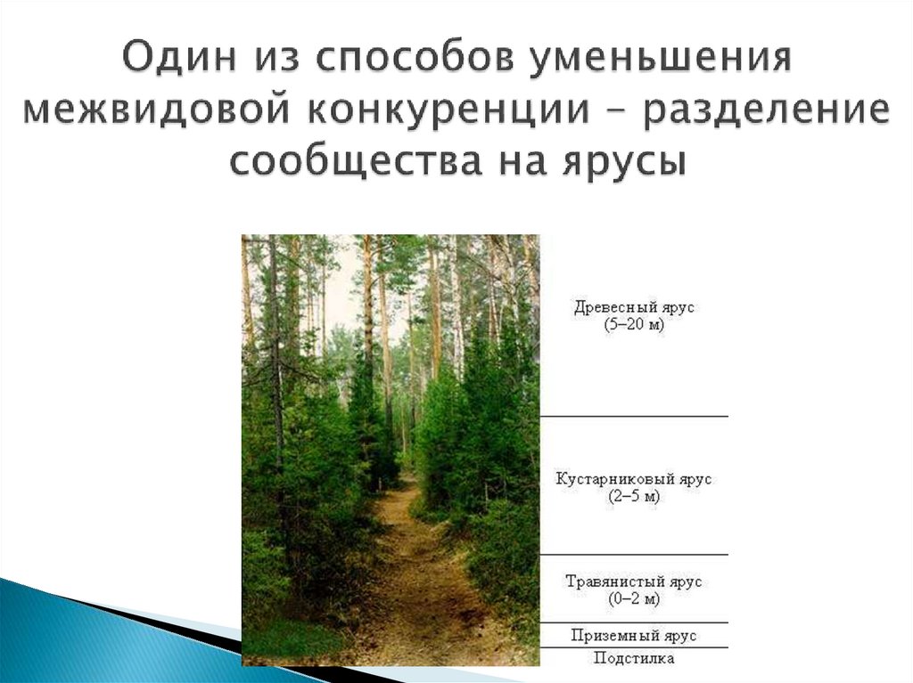 Один из способов уменьшения межвидовой конкуренции – разделение сообщества на ярусы
