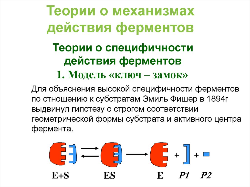 Механизм действия фермента