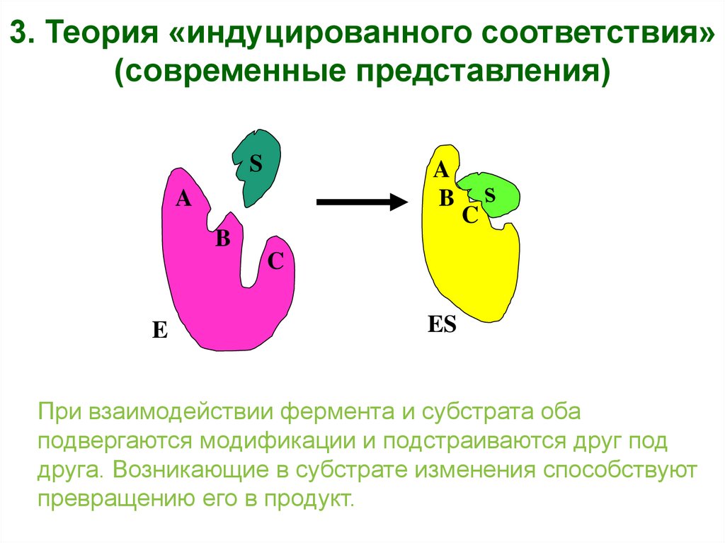 Теории о механизмах действия ферментов