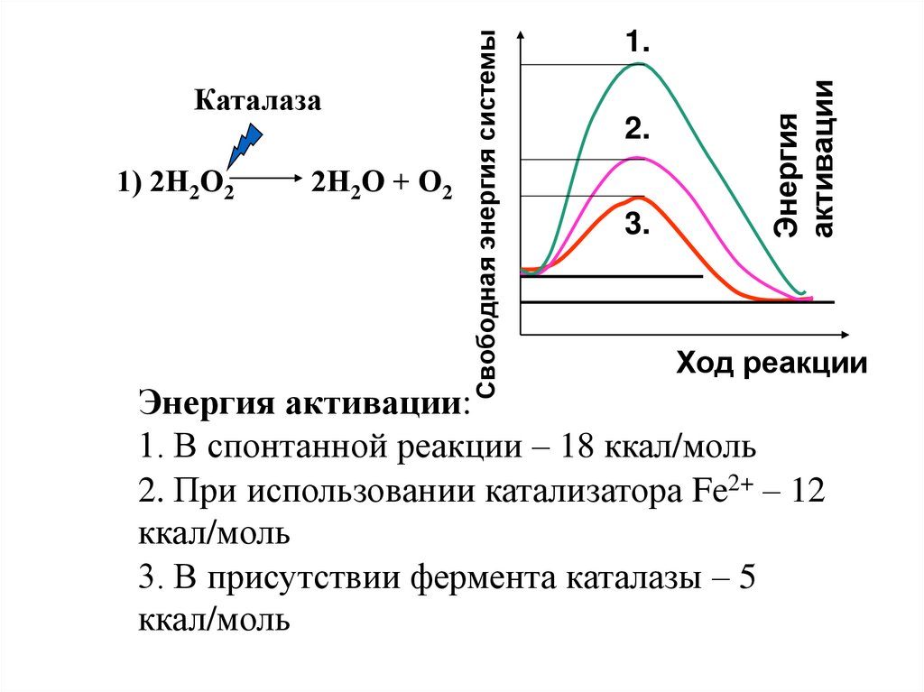 Энергетика ферментативных реакций
