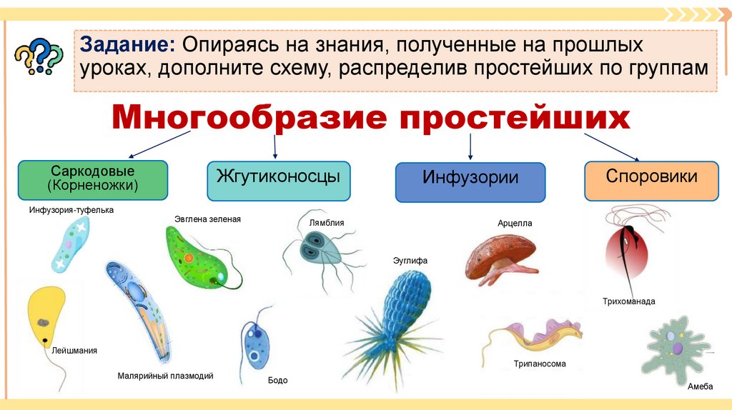 Многообразие простейших