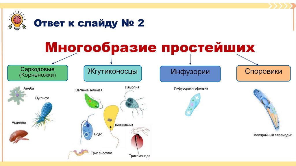 Многообразие простейших