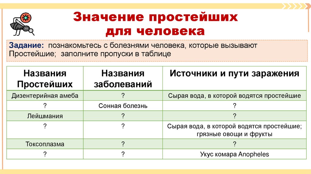 Значение простейших для человека