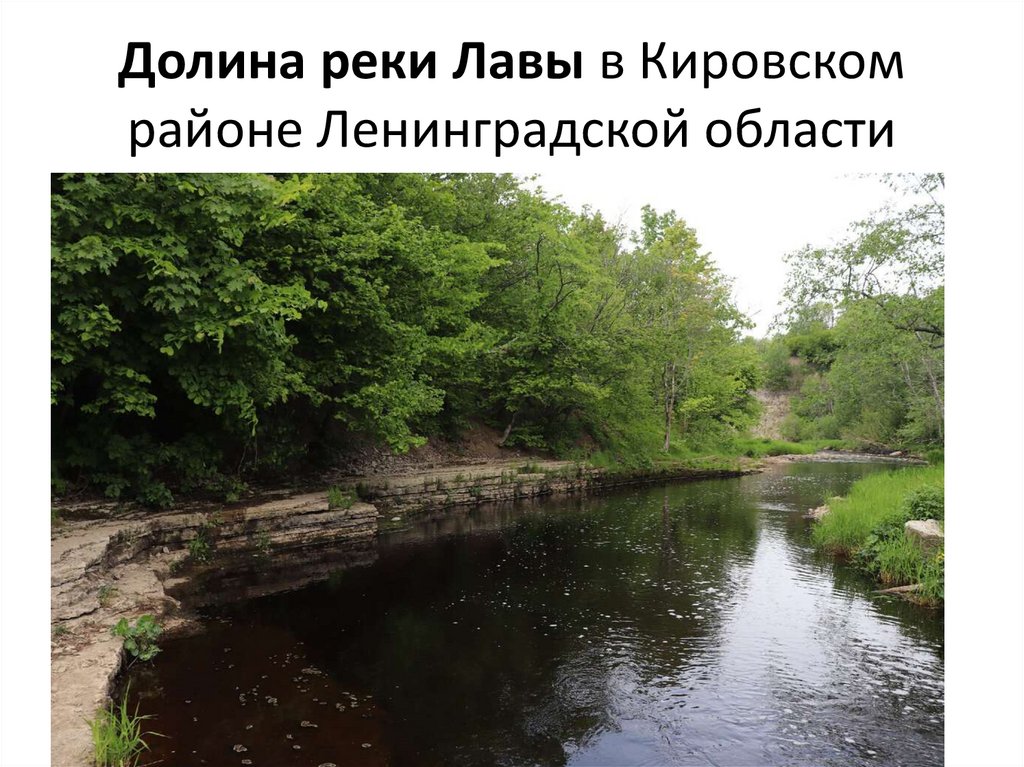 Долина реки Лавы в Кировском районе Ленинградской области