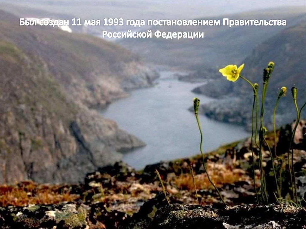 Был создан 11 мая 1993 года постановлением Правительства Российской Федерации