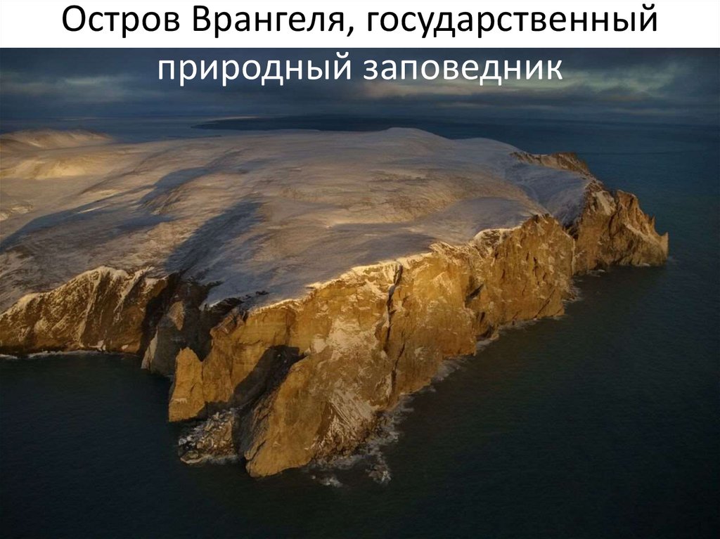 Остров Врангеля, государственный природный заповедник