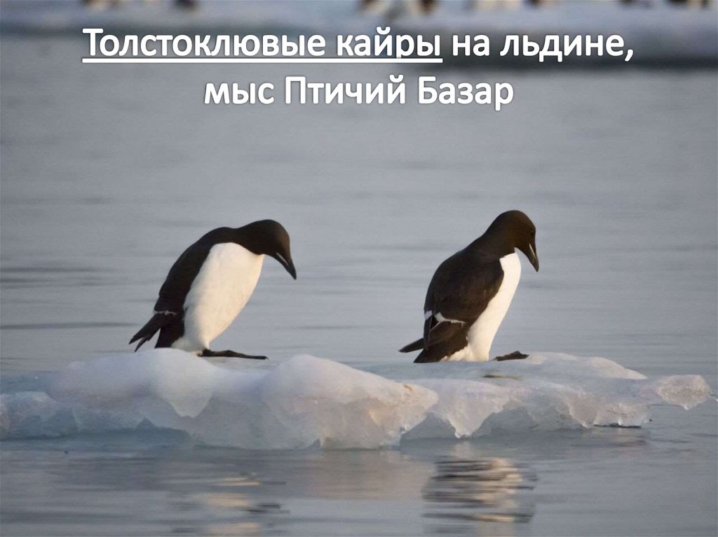 Толстоклювые кайры на льдине, мыс Птичий Базар