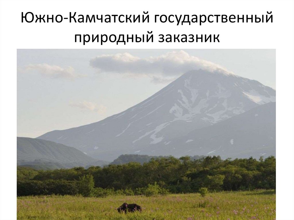 Южно-Камчатский государственный природный заказник