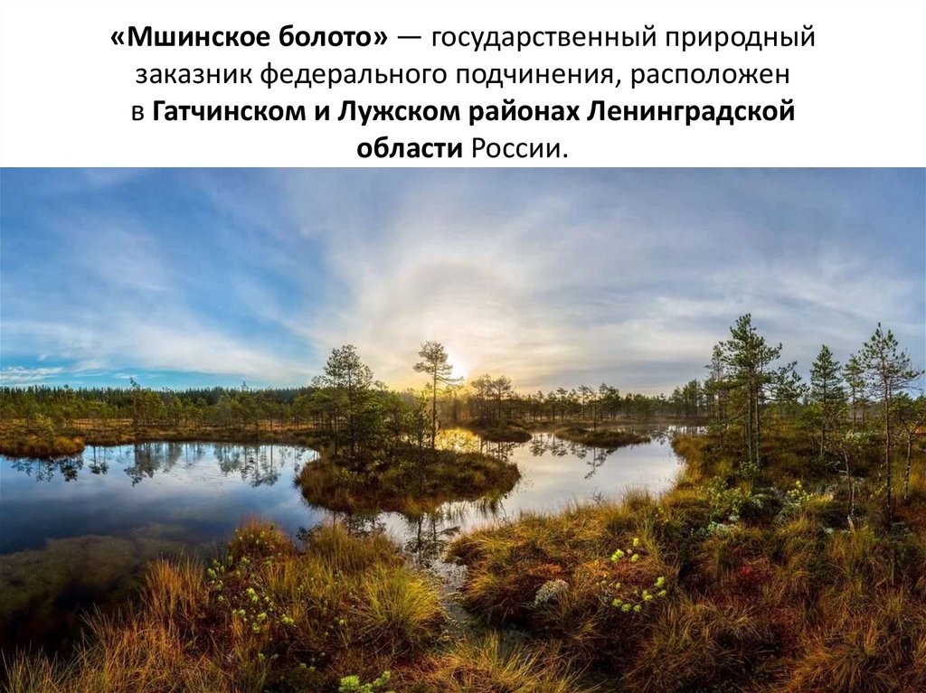 «Мшинское болото» — государственный природный заказник федерального подчинения, расположен в Гатчинском и Лужском районах