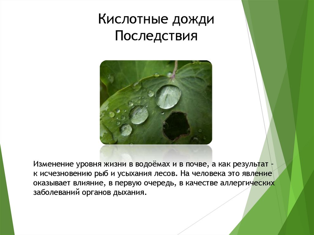 Кислотные дожди Последствия