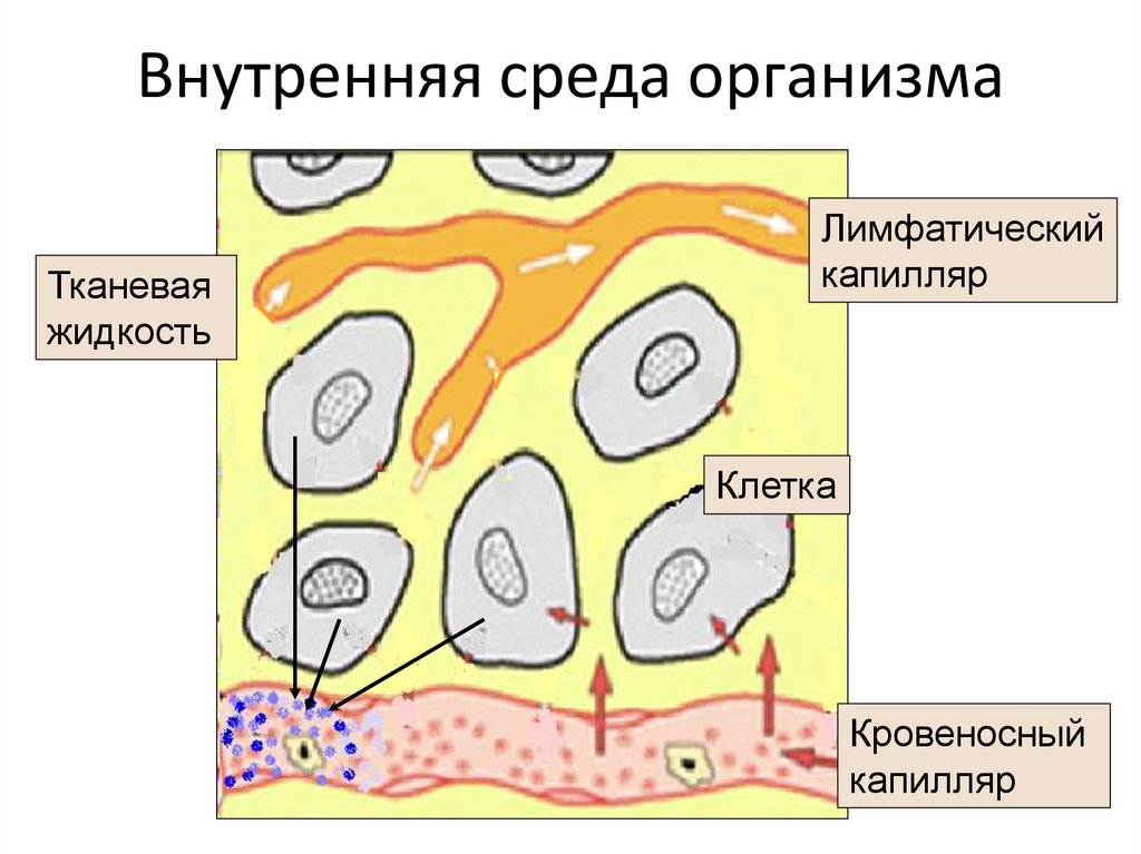 Внутренняя среда организма