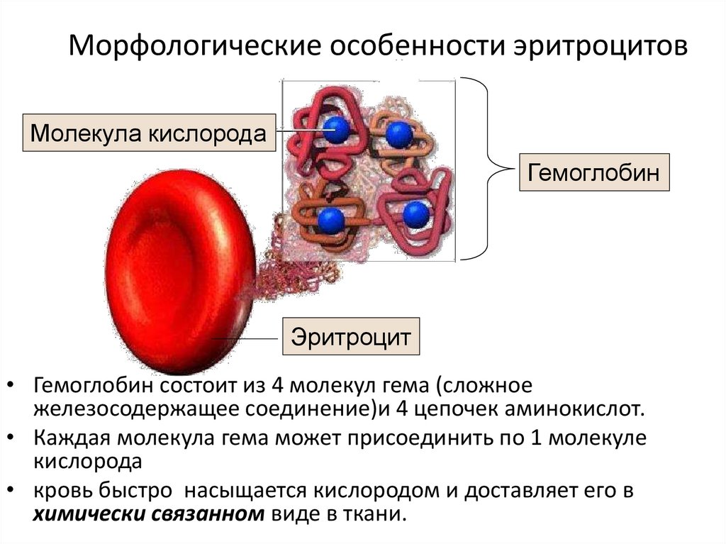 Морфологические особенности эритроцитов