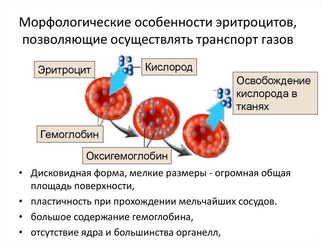 Морфологические особенности эритроцитов, позволяющие осуществлять транспорт газов