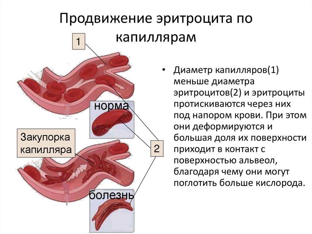 Продвижение эритроцита по капиллярам