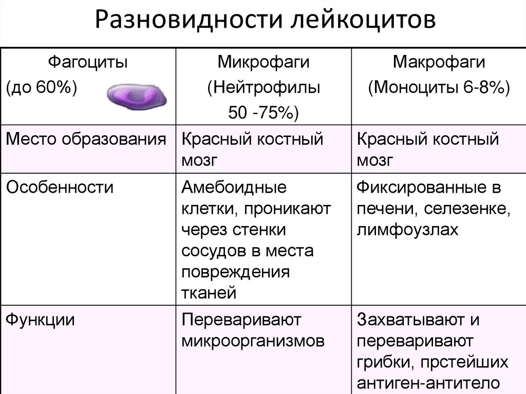 Разновидности лейкоцитов
