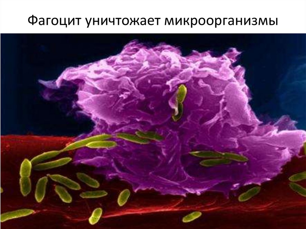 Фагоцит уничтожает микроорганизмы