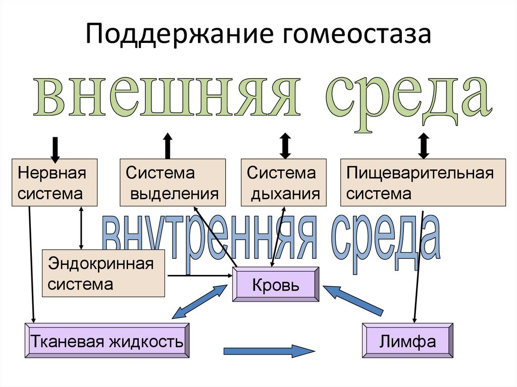 Поддержание гомеостаза