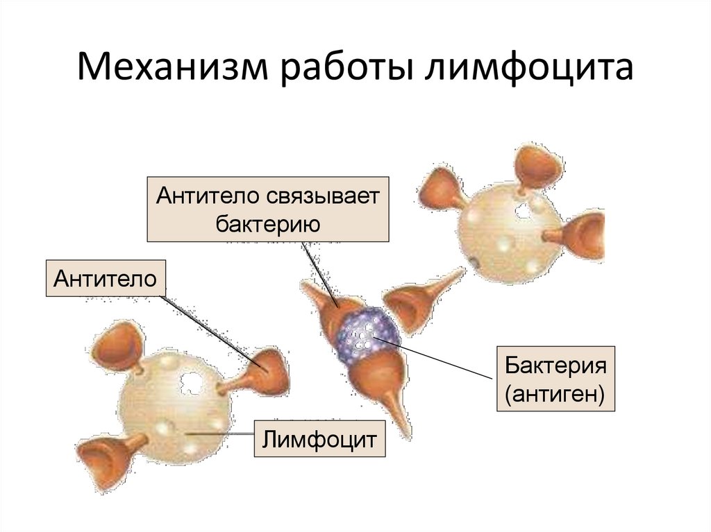 Механизм работы лимфоцита