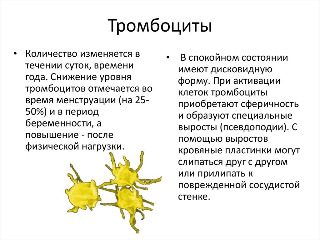 Тромбоциты