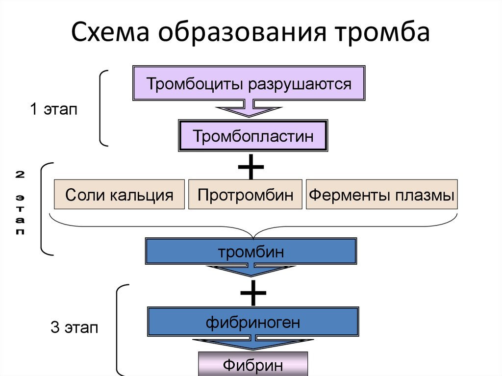 Схема образования тромба
