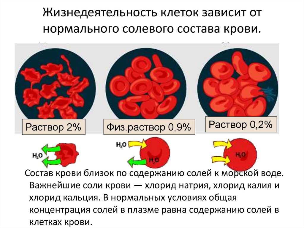 Жизнедеятельность клеток зависит от нормального солевого состава крови.