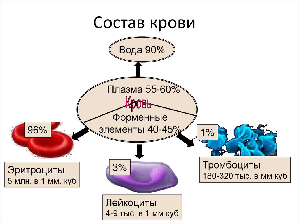 Состав крови