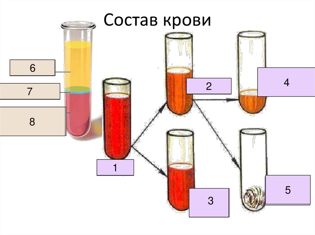 Состав крови